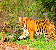 Delhi Nainital Kausani Corbett Tour Package