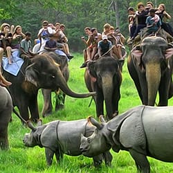 LAND OF RHINO – KAZIRANGA