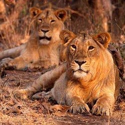 Gir – Diu -Dwarka Package 5 Night 6 Days