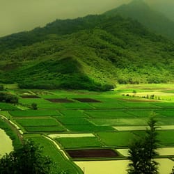 Ooty Tour Packages