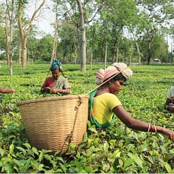 Assam Tour Package from Chennai