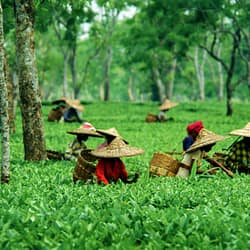 Assam Tour Package from Guwahati