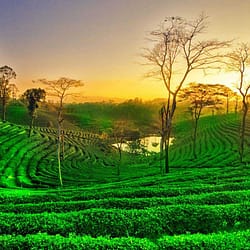 Assam Tour Package