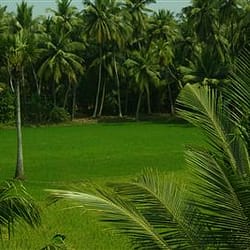 Konaseema Tour Package
