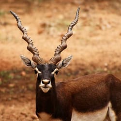Rollapadu Wildlife Sanctuary Tour