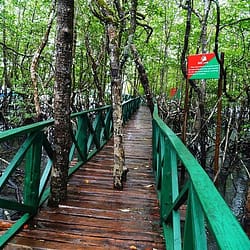 Baratang Island tour