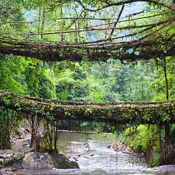 Double Decker Living Root Bridge Tour