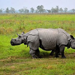 Manas National Park Tour