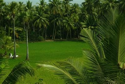 Konaseema Tour Package